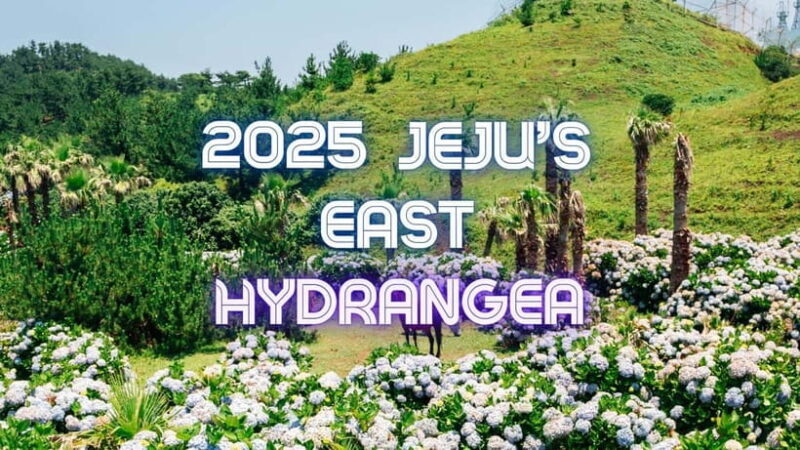 Jeju Hydragea Festival Tour : EAST Route - Key Points