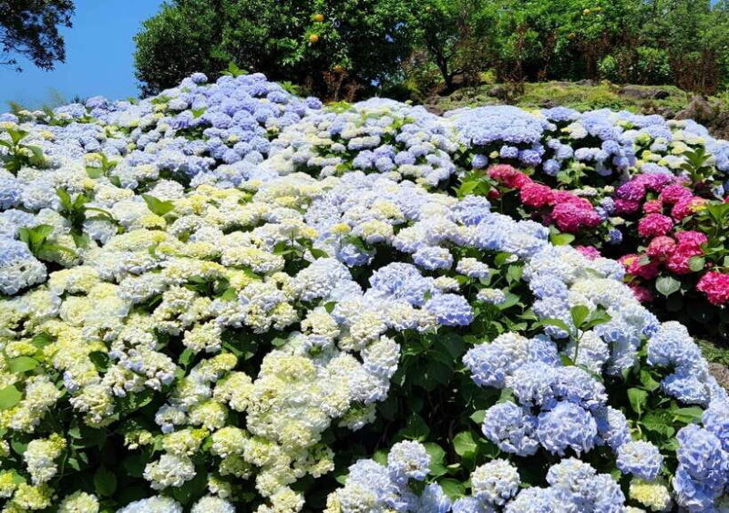 Jeju Hydragea Festival Tour : EAST Route - FAQ