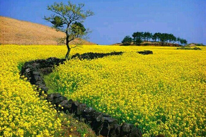 Jeju Island Bus Tour Or Taxi Tour in the East of Jeju island - What Makes This Tour Valuable?
