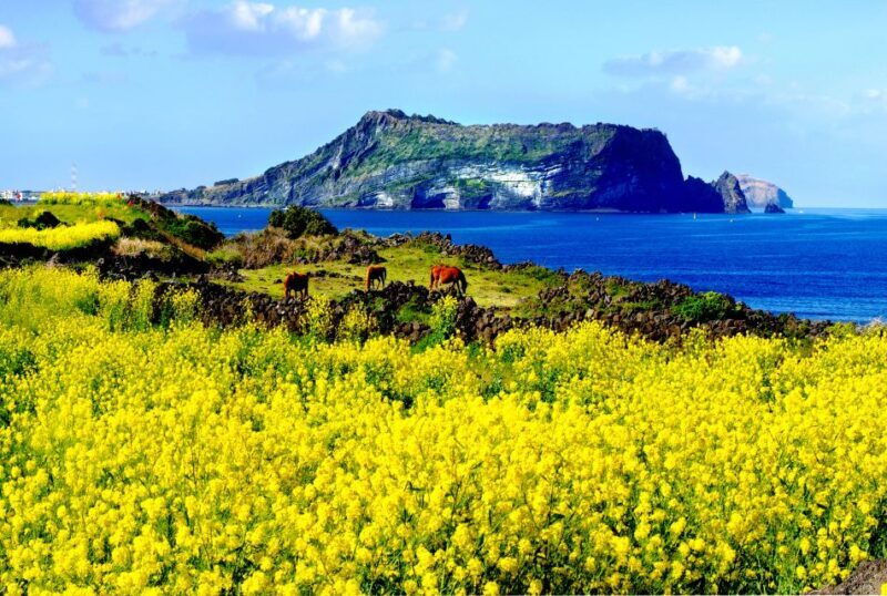 Jeju Island: Customized Private Full-Day Van Tour - Final Thoughts: Why Choose This Tour?