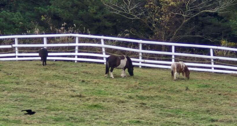 Jeju Island: Private Tour with Driving guide - Key Points