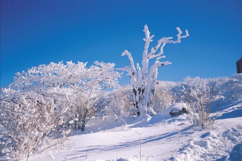 Jeju Island: SouthWest UNESCO Highlights Full-Day Tour - Who Would Like This Tour?