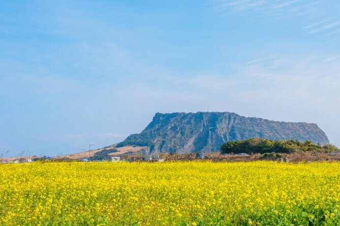 Jeju Island Taxi Join Tour - Final Thoughts: Who Will Love This Tour?
