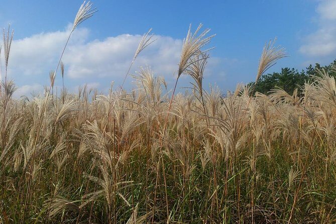 Jeju Private Full day tour of UNESCO Day Tour - Key Points