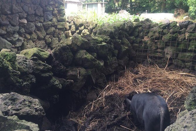 Jeju Private Full day tour of UNESCO Day Tour - Final Thoughts