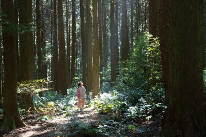 Jeju Unesco Eest course Package Private Van Guided Tour - Who Should Consider This Tour?