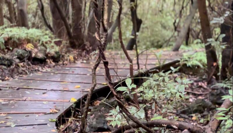 Jeju West: Small Group Healing Tour w/Caves & Dolphins - Exploring Jeju’s Natural Wonders and Cultural Treasures