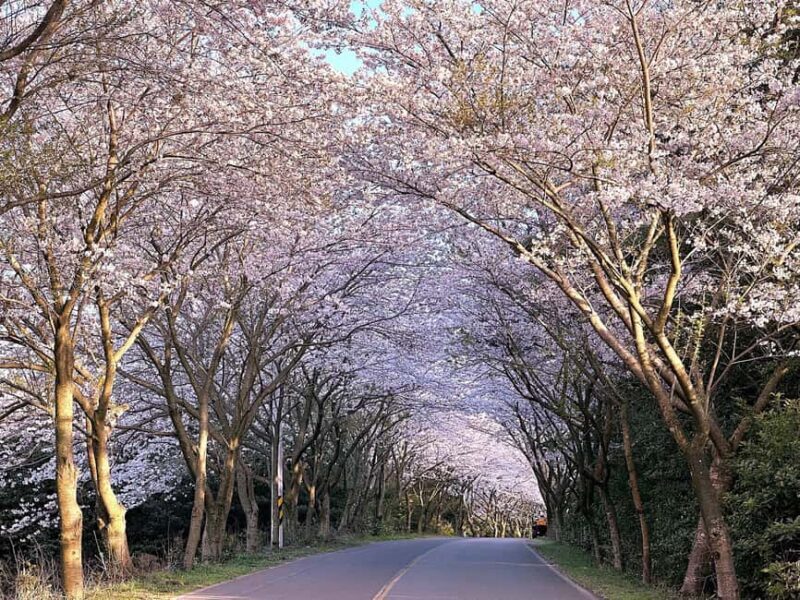 Jeju West Small Group Tour Cherry Blossom Strawberry Picking - Exploring Jeju’s Natural Wonders: West Small Group Tour with Cherry Blossoms and Strawberry Picking