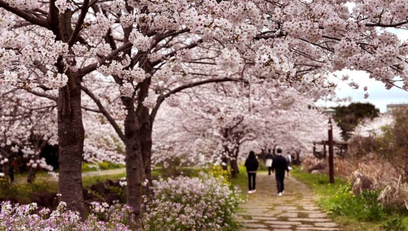 Jeju West Small Group Tour Cherry Blossom Strawberry Picking - Key Points