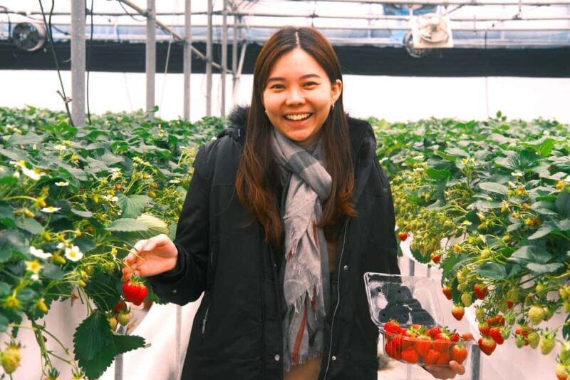 Jeju West Small Group Tour Cherry Blossom Strawberry Picking - Final Thoughts