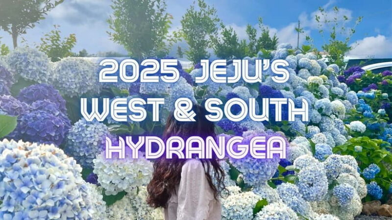 Jeju Western & Sothern : Hydrangea Festival Tour - An In-Depth Look at the Jeju Western & Southern Hydrangea Festival Tour