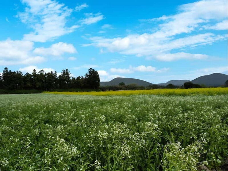 Jeju:K-Drama Spot When Life Gives You Tangerines Hotel pick - A Deep Dive into the Jeju K-Drama Spot Tour