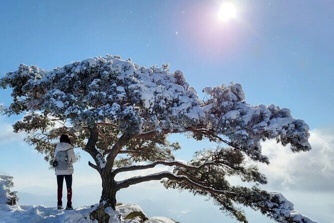 Jeonju Hanok Village and Daedunsan Serenity Nature Tour - Who Should Consider This Tour?