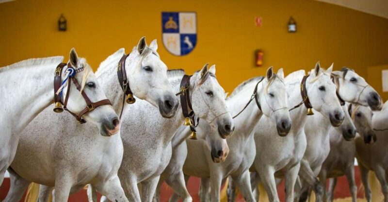 Jerez: Yeguada de la Cartuja Carthusian Horses Tour - Key Points