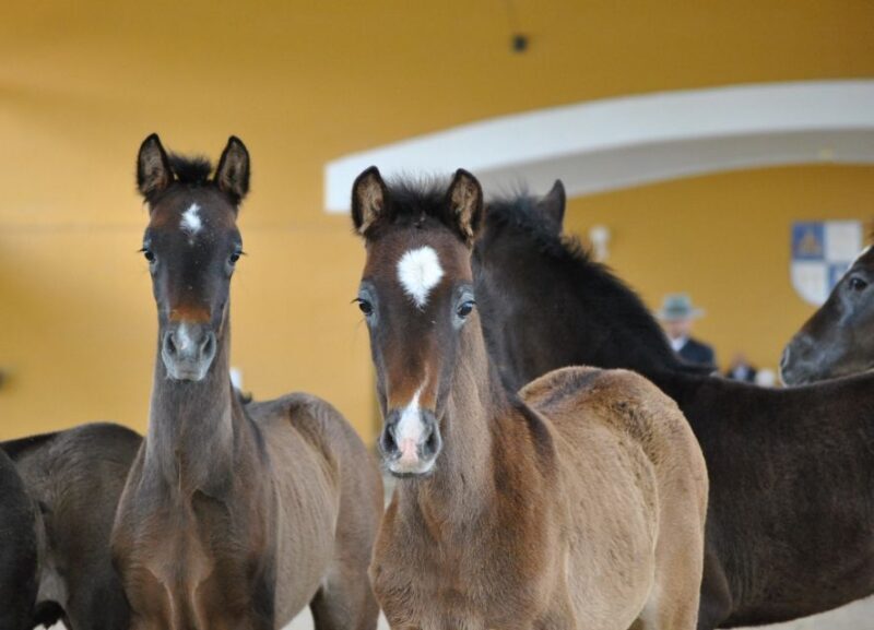 Jerez: Yeguada de la Cartuja Carthusian Horses Tour - FAQs