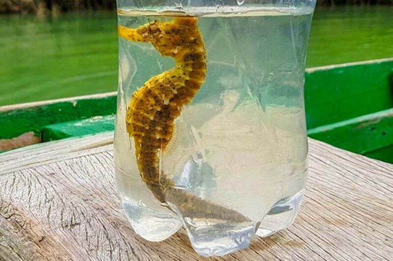 Jericoacoara: Tatajuba Beach Tour - Who Should Consider This Tour?