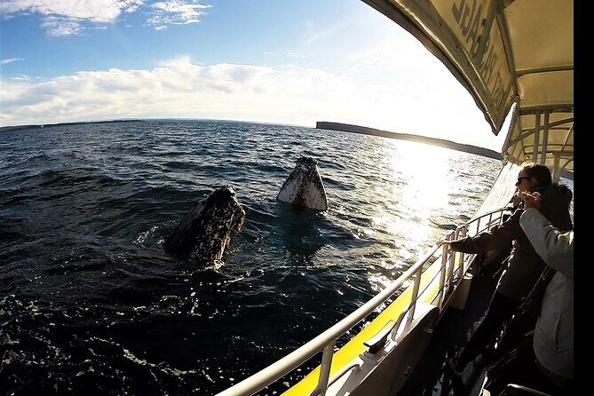 Jervis Bay Whale Watching Tour - A Deep Dive into the Jervis Bay Whale Watching Experience