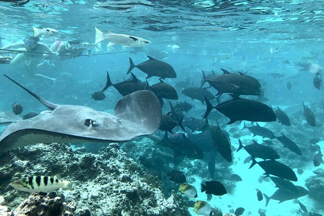 Jet Ski Moorea Private Tour only - Authentic Reviews and What They Tell Us