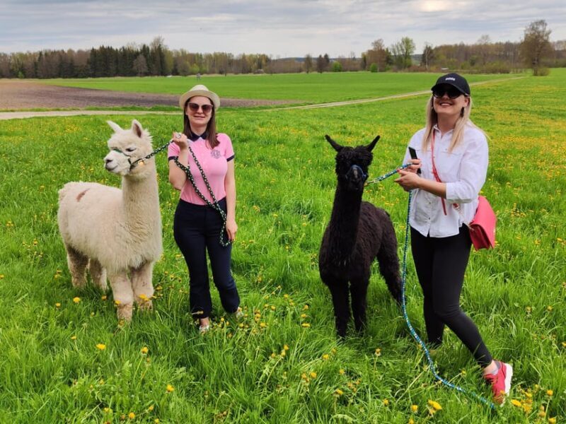 Jettingen-Scheppach: Alpaca hike through the Mindeltal - Key Points