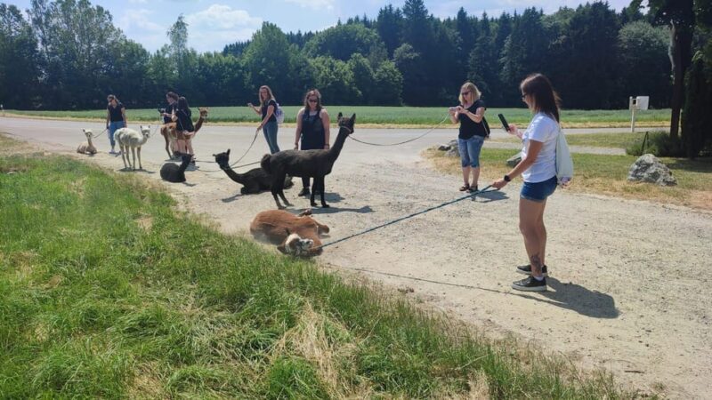 Jettingen-Scheppach: Alpaca hike through the Mindeltal - A detailed look at the alpaca hike experience