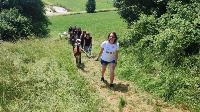 Jettingen-Scheppach: Alpaca hike through the Mindeltal - FAQ about the Alpaca Hike through the Mindeltal
