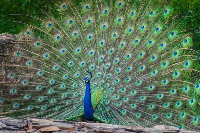 Jhalana Leopard Safari Jaipur  Sunrise & Sunset Jeep Safari - Exploring Jaipur’s Natural Side: An In-Depth Review