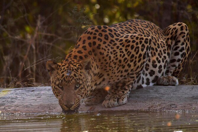 Jhalana Panther Safari Park Tour in Jaipur - An In-Depth Look at the Jhalana Panther Safari Experience