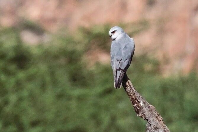 Jhalana Wildlife Private Jeep Safari Tour in Jaipur - Key Points