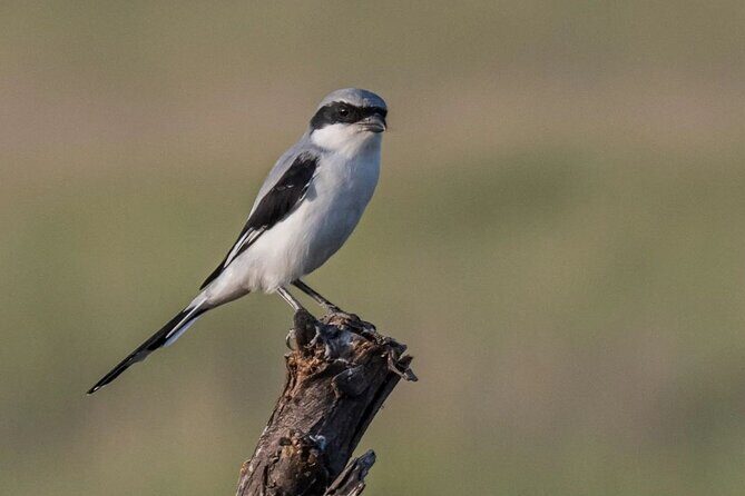 Jhalana Wildlife Private Jeep Safari Tour in Jaipur - Final Thoughts: Is It Worth It?