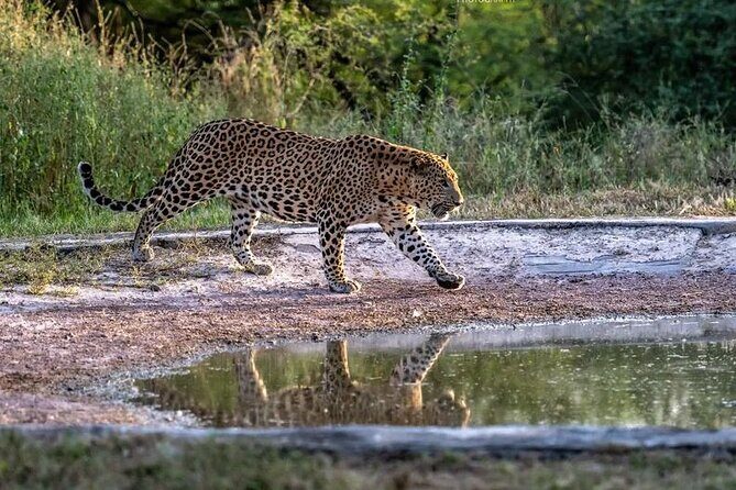 Jhalana Wildlife Private Jeep Safari Tour in Jaipur - FAQ