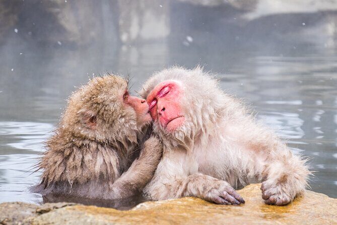Jigokudani Snow Monkey Park Guided Tour - A Thorough Look at the Jigokudani Snow Monkey Park Guided Tour
