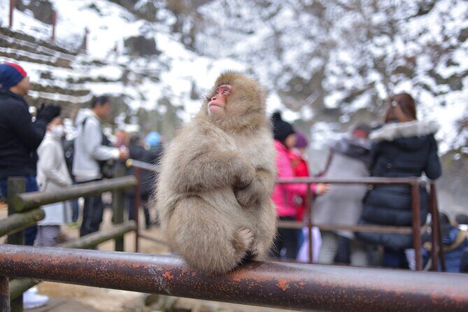 Jigokudani Snow Monkey Park Guided Tour - FAQ