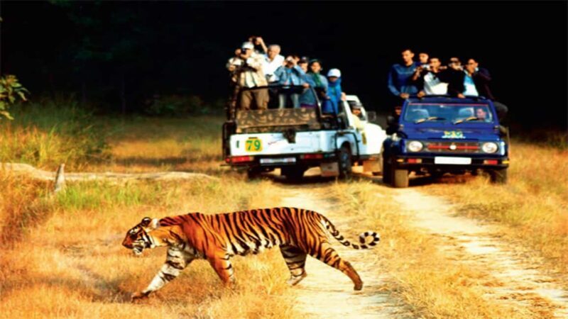 Jim Corbett 2-Day Jungle Safari: Delhi to Wildlife Journey - Frequently Asked Questions