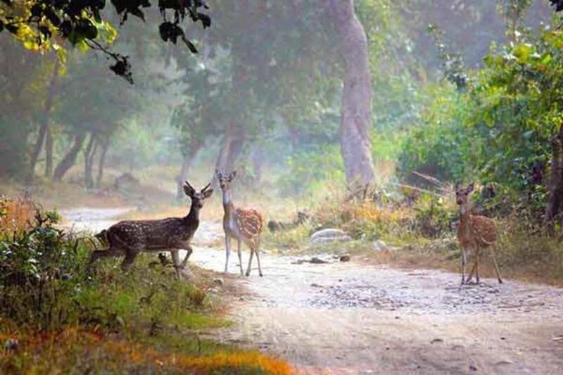 Jim Corbett: 3-Day Safari Tour by Flight from Hyderabad - Final Thoughts: Is It Worth It?