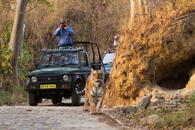 Jim Corbett Jeep Safari - Wildlife Adventure in National Park - Final Thoughts: Is the Jim Corbett Jeep Safari Worth It?