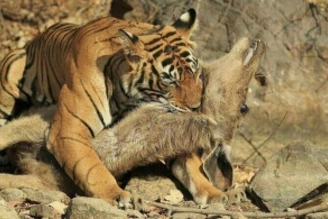 Jim Corbett Jeep Safari - Wildlife Adventure in National Park - In The Sum Up