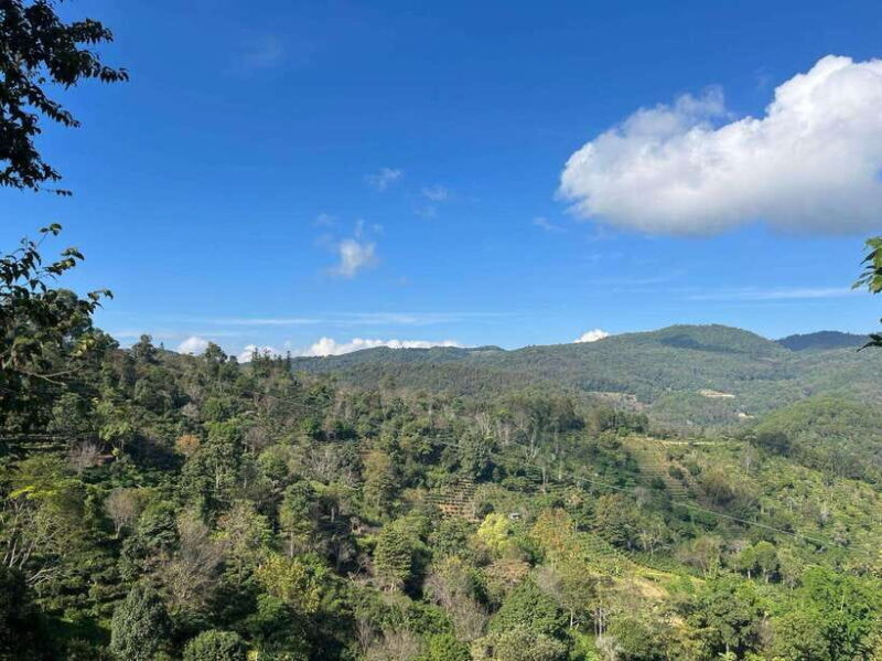 Jingmai Mountain (UNESCO) | Old Tea Forests and Dai Villages - Who Should Consider This Tour