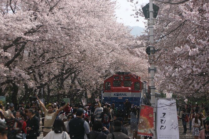 Jinhae Cherry Blossom Day trip from Busan - A Spring Adventure! - Key Points