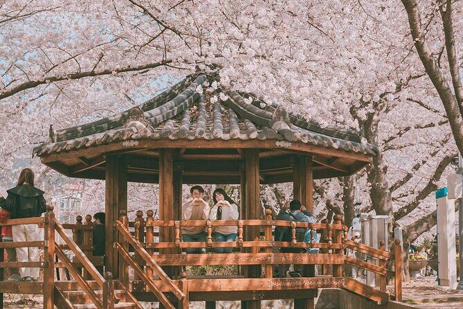 Jinhae Pink Cherry Blossom One Day Tour From Busan - A Complete Look at the Jinhae Pink Cherry Blossom One Day Tour From Busan