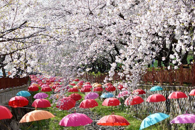 Jinhae Pink Cherry Blossom One Day Tour From Busan - Key Points