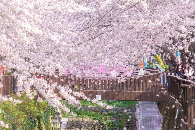 Jinhae Pink Cherry Blossom One Day Tour From Busan - Final Thoughts: Is It Worth It?