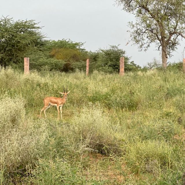 Jodhpur: Desert Camel and Jeep Safari with Traditional Food - Jodhpur: Desert Camel and Jeep Safari with Traditional Food