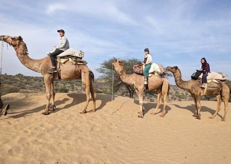 Jodhpur: Overnight Stay in Desert with Camel Safari - Authentic Feedback from Travelers