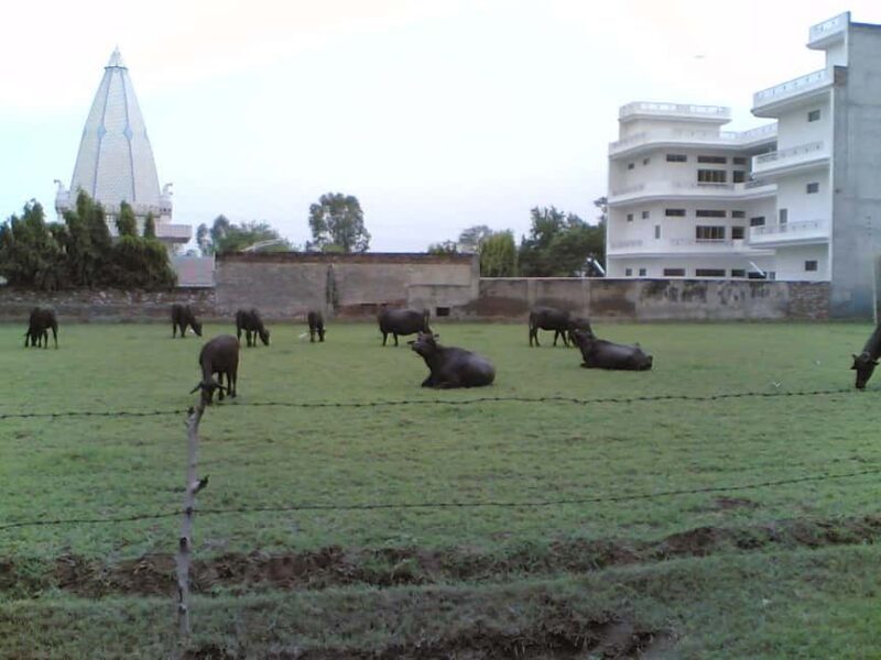 Jodhpur, Udaipur & Mount Abu City Tour 6 Days - FAQ