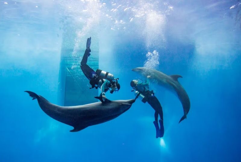 Joetsu City Aquarium Umigatari Admission Ticket (Niigata) - A Sea of Japan view with a local point of view
