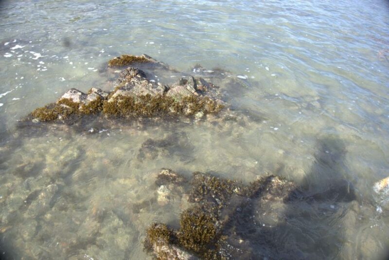 Johor: Desaru Beach Life and Tidepool Discovery - A Close Look at Desarus Tide Pool Discovery Tour