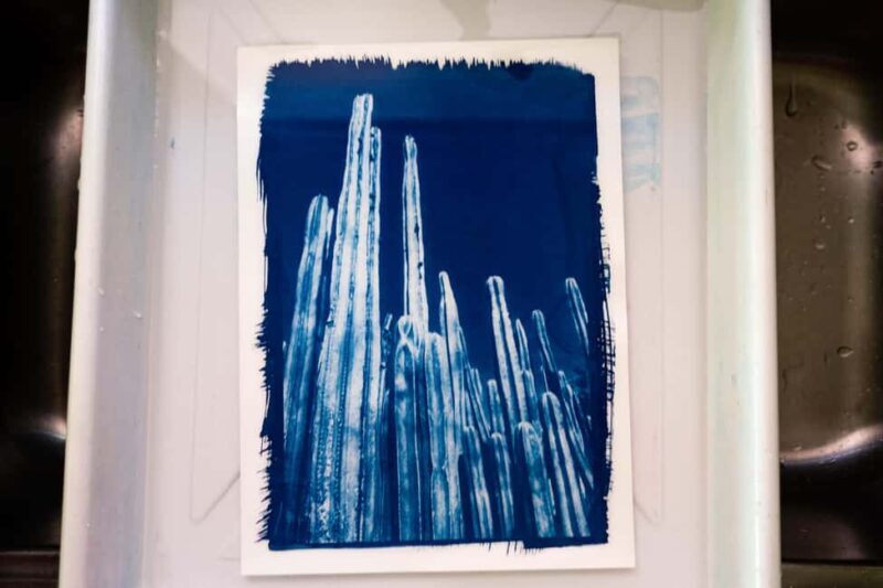 Joshua Tree: Cyanotype Sunprint Workshop - An In-Depth Look at the Cyanotype Sunprint Workshop