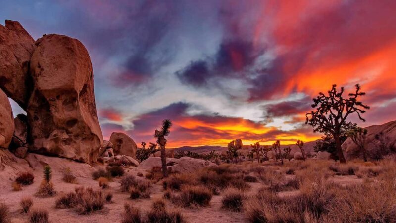 Joshua Tree National Park Day Tour from Los Angeles - Transportation and Comfort