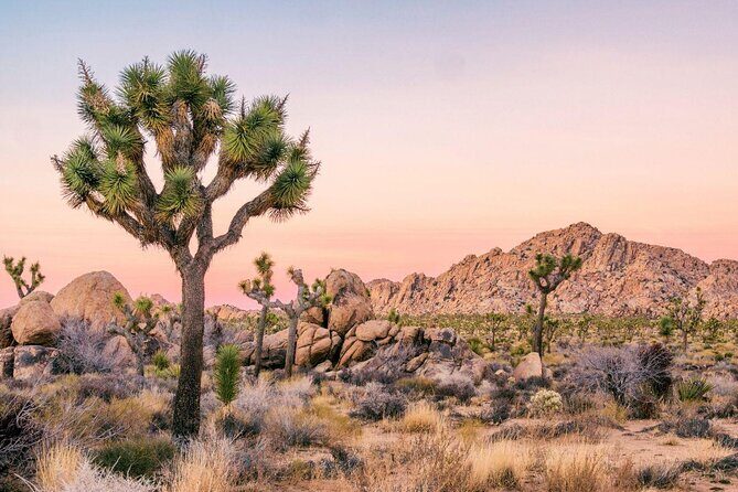 Joshua Tree National Park Offroad Tour - Experience the Wild Side of Joshua Tree: The Offroad Tour from Palm Springs