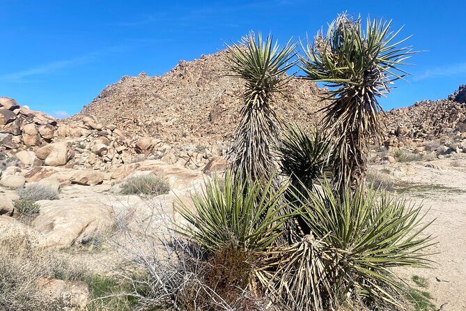 Joshua Tree Natural Wonders Walk: Plants, Animals and Rocks - In-Depth Review of the Joshua Tree Natural Wonders Walk